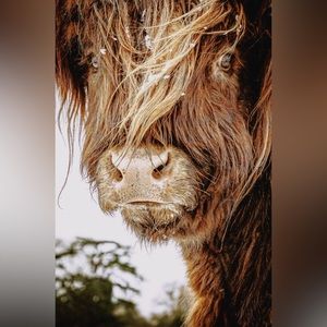 Highland Cow Art Print- Color Art Print- 8.5”x11”- Teenage Cow Closeup
